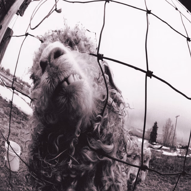 Pearl Jam – Vs.